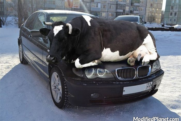 car-photo-2006-bmw-330i-cow-sitting-on-hood-funny
